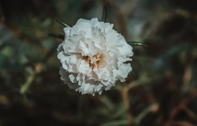 Este mes trae el momento perfecto para fortalecer los lazos con amigos y familia, donde los arreglos florales forman parte de estos momentos de unión