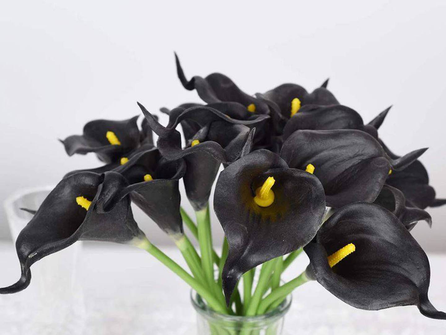 Plantas con flores de color negro ideales para contrastar con paredes  blancas – Activo